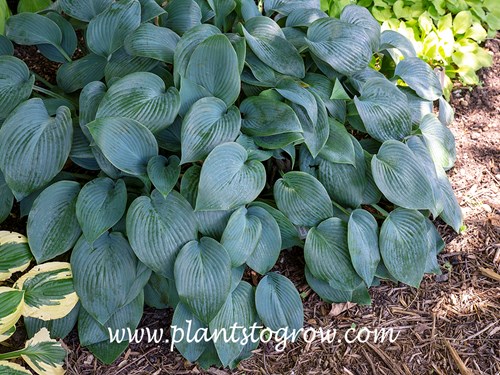 Hosta Blue Diamond